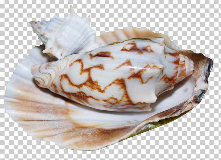 Baked Alaska Scallop Shankha Frozen Dessert Conchology PNG, Clipart, Baked Alaska, Baking, Clams Oysters Mussels And Scallops, Conch, Conchology Free PNG Download