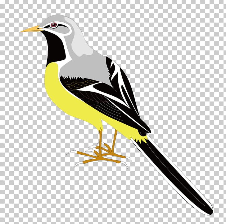Bird PNG, Clipart, Animal, Animals, Background Gray, Beak, Bird Flight Free PNG Download
