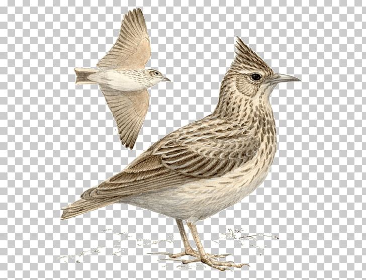 Crested Lark Skylarks Bird Sparrow Family PNG, Clipart, American Sparrows, Animals, Beak, Bird, Crested Lark Free PNG Download