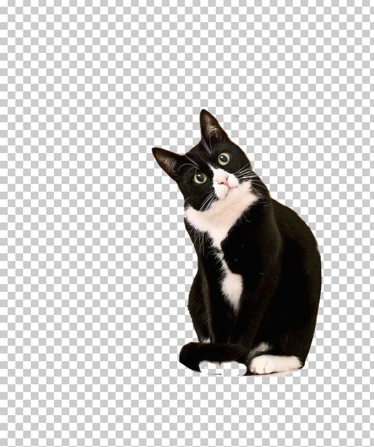Kitten Cornish Rex Bicolor Cat Tuxedo Suit PNG, Clipart, Animals, Bicolor Cat, Black Cat, Black Tie, Calico Cat Free PNG Download