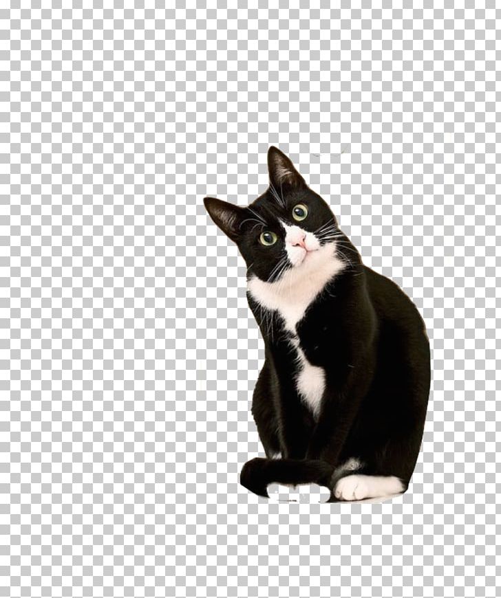 Kitten Cornish Rex Bicolor Cat Tuxedo Suit Png Clipart Animals