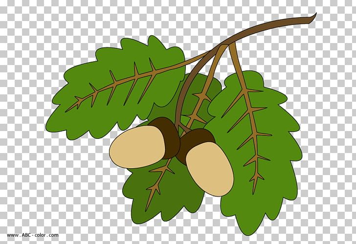 Maple Leaf Acorn Tree PNG, Clipart, Acorn, Birch, Drawing, Food, Fruit Free PNG Download