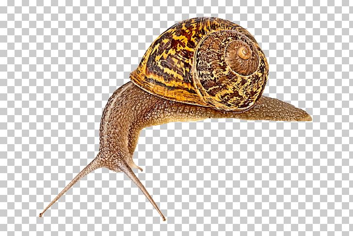 Snail Escargot Slug Orthogastropoda PNG, Clipart, Animal, Animals, Blog, Box Turtle, Box Turtles Free PNG Download