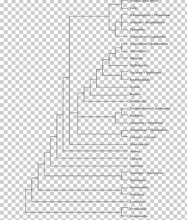 Amborella Flowering Plant Evolutionary History Of Plants Phylogenetic Tree PNG, Clipart, Amborella, Angle, Area, Black And White, Diagram Free PNG Download