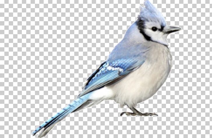 Blue Jay Cobalt Blue Chickadee Beak PNG, Clipart, Animals, Beak, Bird, Blue, Bluebird Free PNG Download