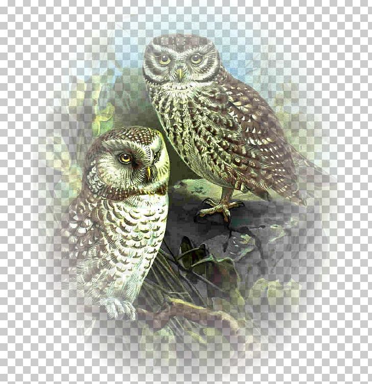 Great Grey Owl PNG, Clipart, Animals, Aslan, Beak, Bird, Bird Of Prey Free PNG Download