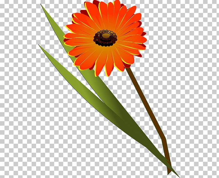 Transvaal Daisy PNG, Clipart, Art, Chrysanthemum, Clip, Common Sunflower, Computer Icons Free PNG Download