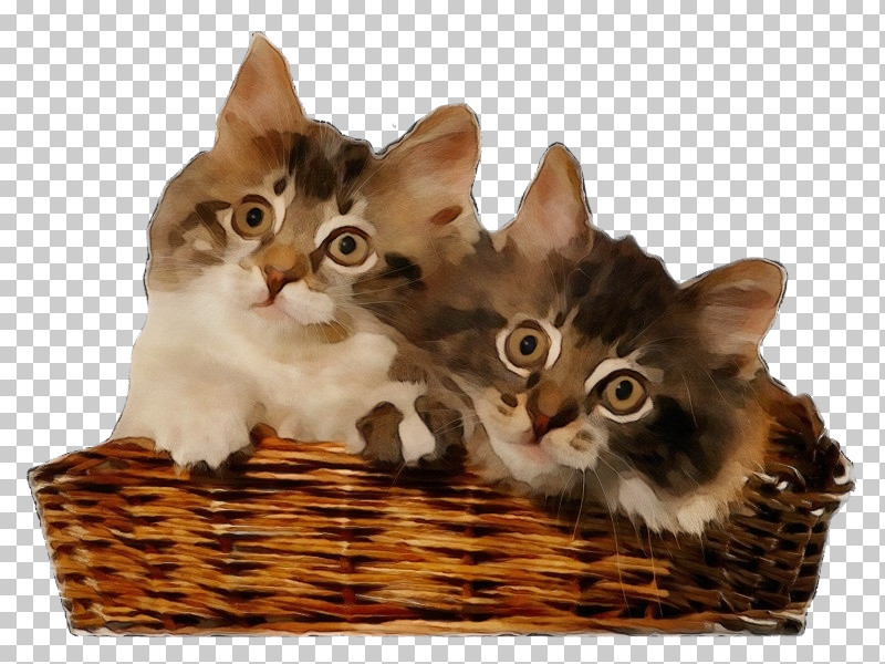 Cat Small To Medium-sized Cats Kitten Whiskers Basket PNG, Clipart, American Bobtail, Asian, Basket, Cat, European Shorthair Free PNG Download
