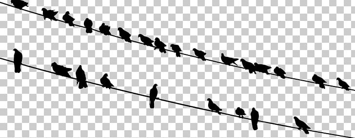 Bird Wire Silhouette PNG, Clipart, Angle, Animals, Bird, Black And White, Clip Art Free PNG Download