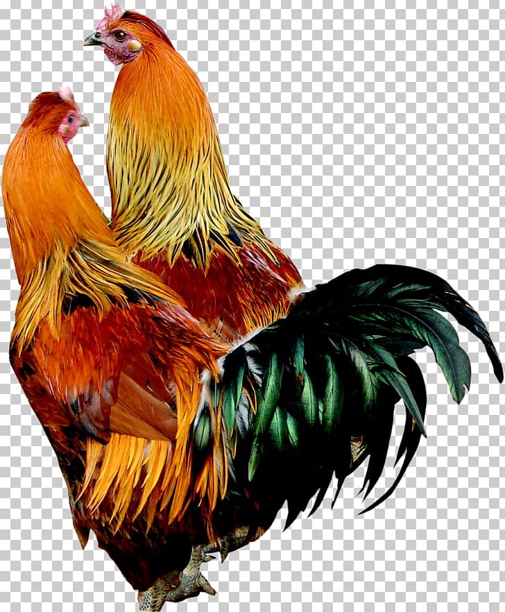 Chicken Rooster PNG, Clipart, Animals, Archive File, Beak, Bird, Chicken Free PNG Download