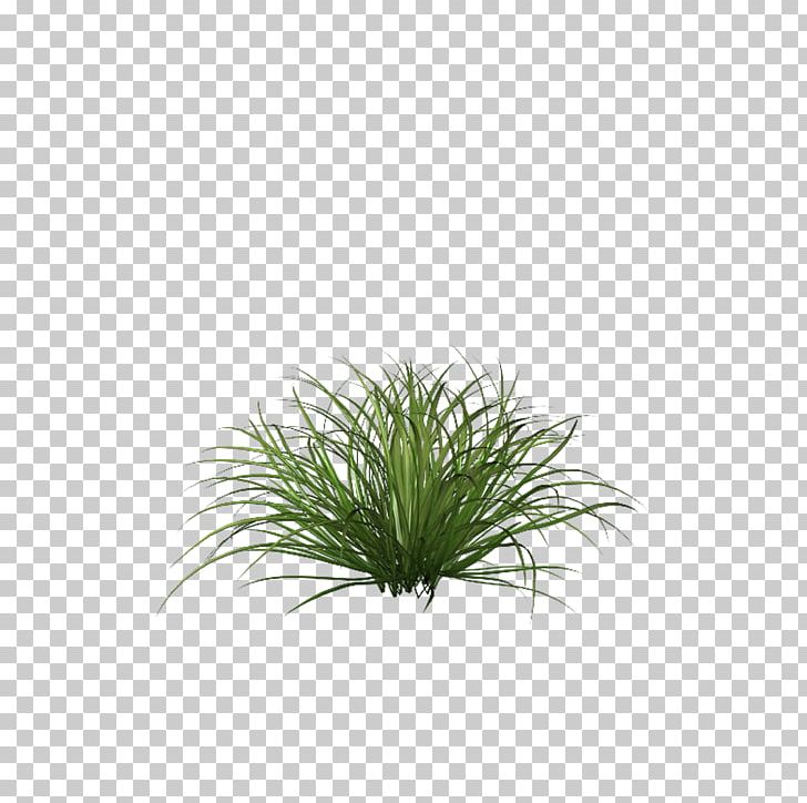 Grasses And Grains PNG, Clipart, Background Green, Beautiful, Beautiful Grass, Common Lilly Pilly, Fountain Grass Free PNG Download