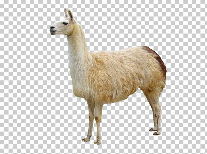 Llama Animal Domestication Bactrian Camel PNG, Clipart, Adobe, Agriculture, Alpaca, Animal, Animal Husbandry Free PNG Download