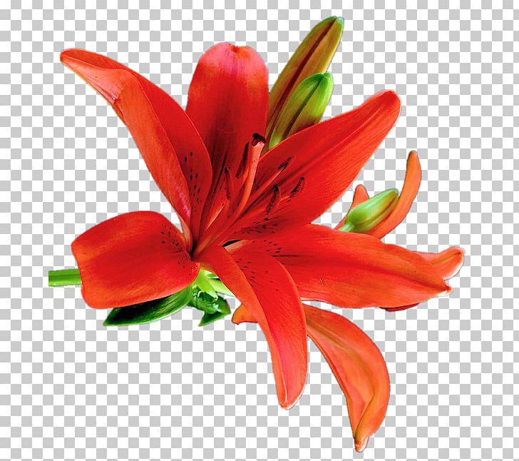 Orange Lily Cut Flowers PNG, Clipart, Clip Art, Cut Flowers, Daylily, Digital Image, Flower Free PNG Download