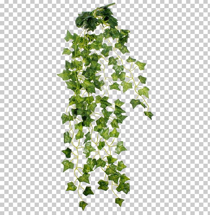 Plant Shrub Vine PNG, Clipart, Branch, Common Ivy, Draw Clipart, Flower, Flowering Plant Free PNG Download