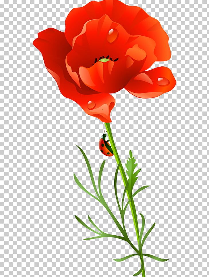 Poppy Flower PNG, Clipart, Blume, Computer Icons, Coquelicot, Cut Flowers, Flower Free PNG Download