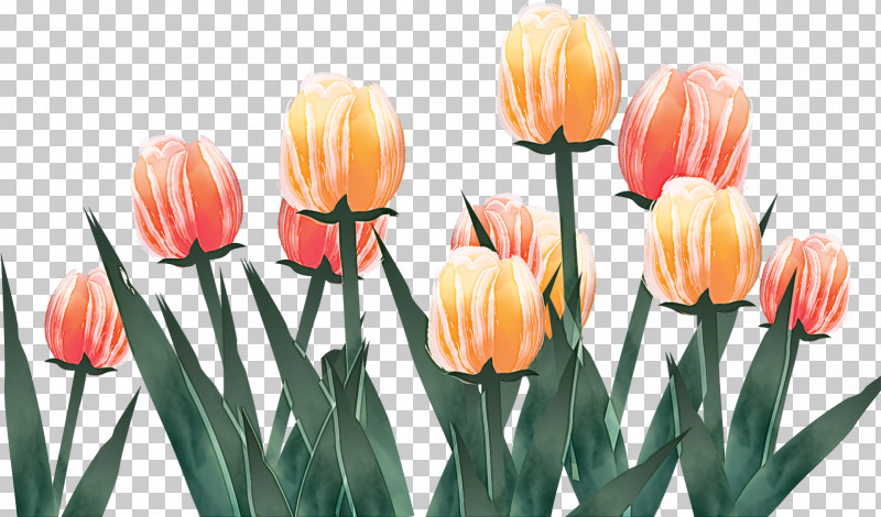Orange PNG, Clipart, Bud, Cut Flowers, Flower, Lady Tulip, Lily Family Free PNG Download