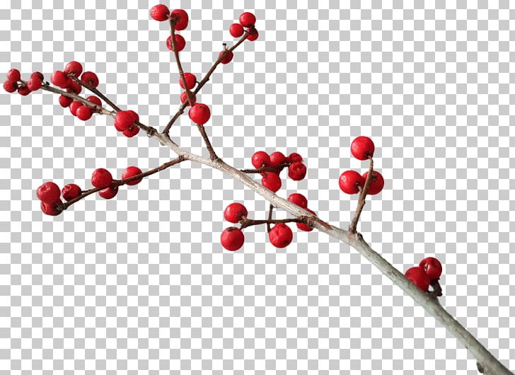 Blackberry PNG, Clipart, Aquifoliaceae, Aquifoliales, Berry, Blackberry, Branch Free PNG Download