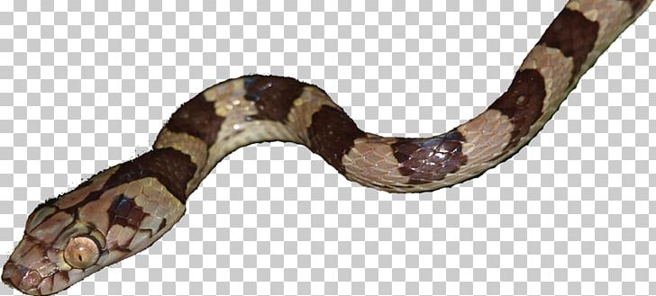 Boa Constrictor Snake Reptile Vipers PNG, Clipart, Animal Figure, Animals, Boa Constrictor, Boas, Desert Kingsnake Free PNG Download