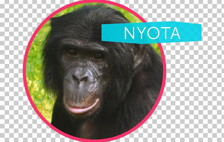 Common Chimpanzee Western Gorilla Bonobo Ape Cognition And Conservation Initiative Nyota PNG, Clipart,  Free PNG Download