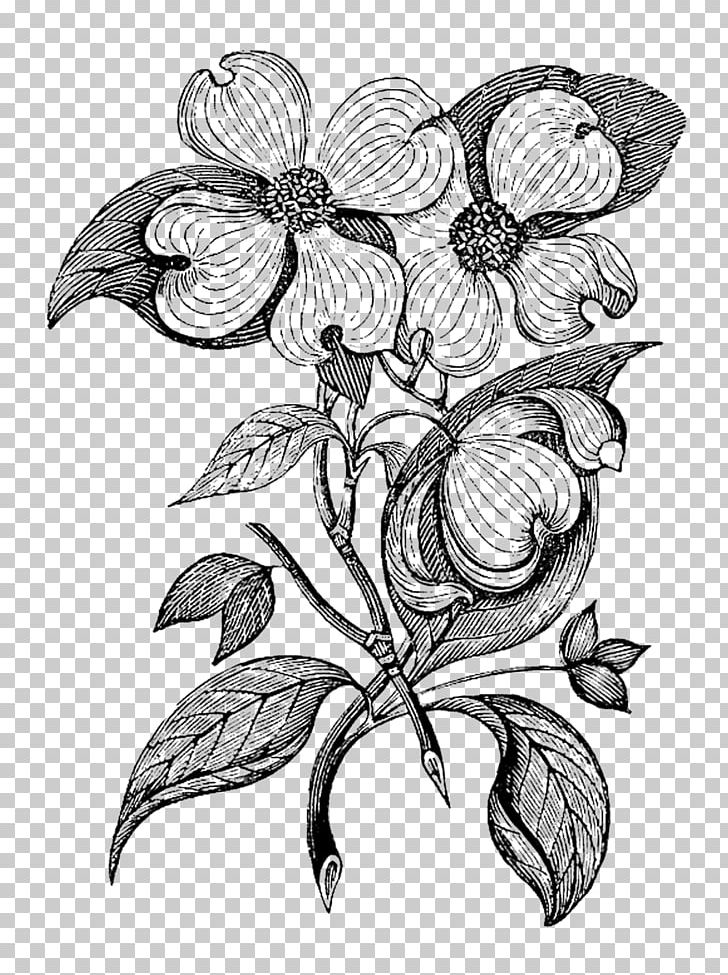 Flowering Dogwood Botany Art PNG, Clipart, Art, Artwork, Black And White, Botanical Illustration, Botany Free PNG Download
