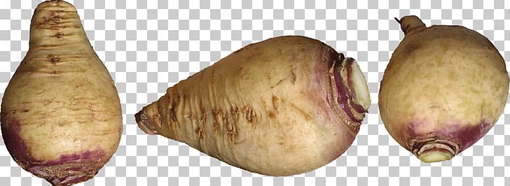 Shallot Pig's Ear Tuber Turnip PNG, Clipart,  Free PNG Download