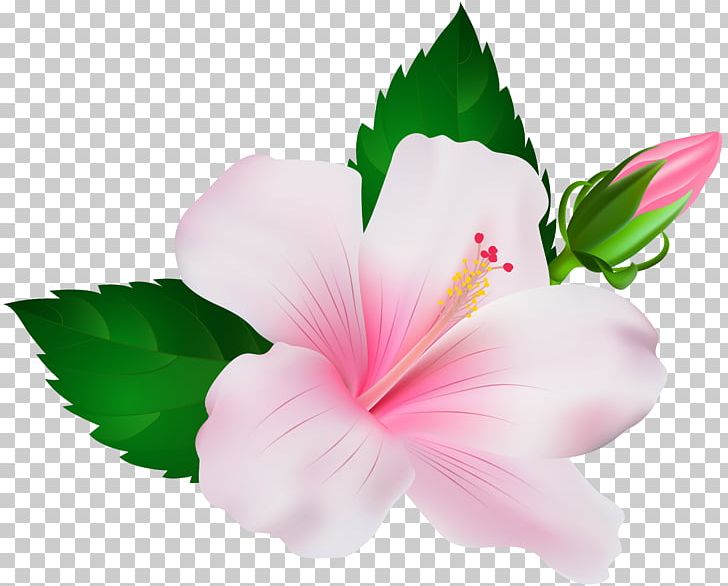 Shoeblackplant Flower PNG, Clipart, Annual Plant, Chinese Hibiscus, Color, Computer Icons, Display Resolution Free PNG Download