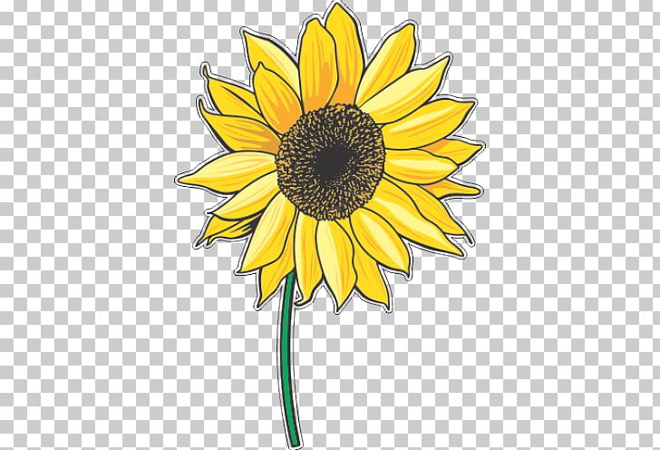 Common Sunflower Graphics Portable Network Graphics PNG, Clipart, Black And White, Cartoon, Common Sunflower, Cut Flowers, Daisy Free PNG Download