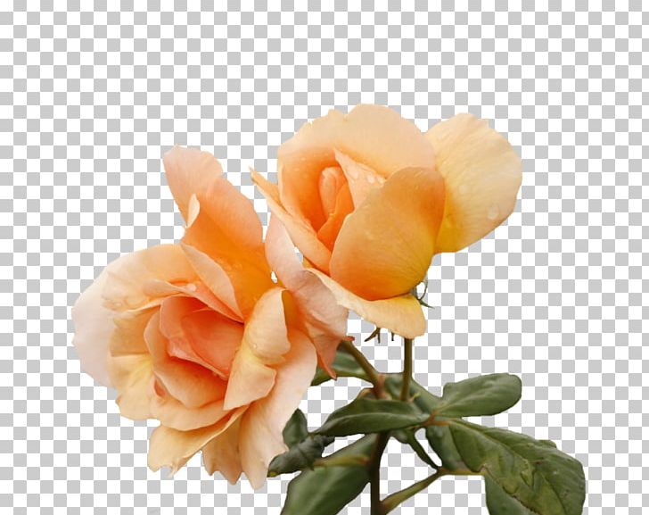 Garden Roses Centifolia Roses Floribunda Flower Garden PNG, Clipart, Animation, Blue, Centifolia Roses, China Rose, Cicekler Free PNG Download