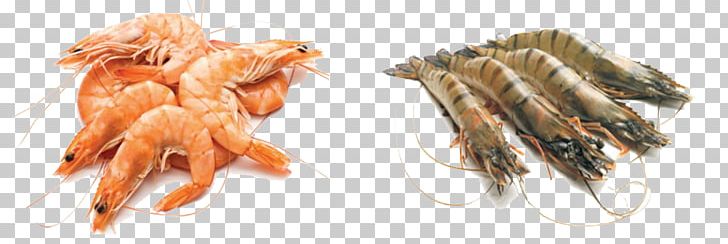 Giant Tiger Prawn Seafood Shrimp PNG, Clipart, Animal Figure, Animals, Bms, Claw, Cooking Free PNG Download