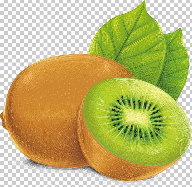 Kiwi With Halves Of Fruits. Full Color Realistic Sketch Vector  Illustration. Hand Drawn Painted Illustration. Royalty Free SVG, Cliparts,  Vectors, and Stock Illustration. Image 88893524.