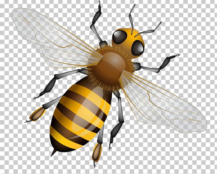 Western Honey Bee Insect Honeycomb PNG, Clipart, Arthropod, Bee, Beehive, Bumblebee, Fly Free PNG Download