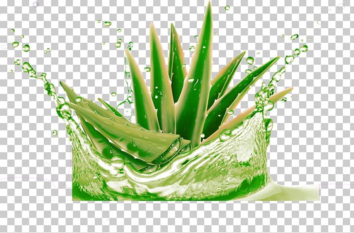 Aloe Vera Raster Graphics Gel High-definition Television PNG, Clipart, Aloe,  Background Green, Christmas Decoration, Decorative,