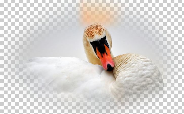 Cygnini Duck Water Bird Goose PNG, Clipart, Anatidae, Animals, Beak, Bird, Cygnini Free PNG Download