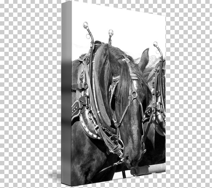 Horse Harnesses Stallion Mane Halter PNG, Clipart, Black And White, Bridle, Halter, Harness Racing, Horse Free PNG Download