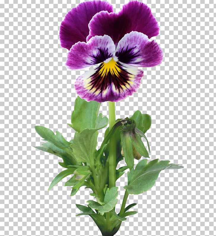 Pansy Flower Garden PNG, Clipart, Annual Plant, Blume, Flower, Flowering Plant, Garden Free PNG Download