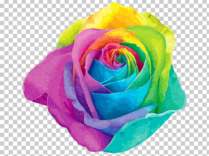 Rainbow Rose Flower Garden Roses PNG, Clipart, Blue Rose, Closeup, Color, Computer Wallpaper, Cut Flowers Free PNG Download