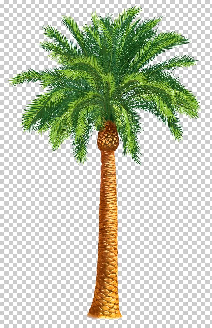 Arecaceae Tree Date Palm Washingtonia Filifera PNG, Clipart, Arecaceae, Arecales, Art, Attalea Speciosa, Borassus Flabellifer Free PNG Download