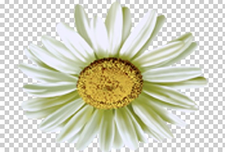 Common Daisy Chamomile PNG, Clipart, Chamomile, Chrysanthemum, Chrysanths, Closeup, Common Daisy Free PNG Download