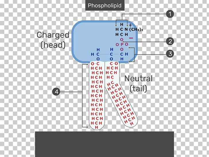 Lipid Bilayer Cell Membrane Phospholipid Biological Membrane Membrane Lipids PNG, Clipart, Angle, Answer, Area, Bilayer, Biological Membrane Free PNG Download