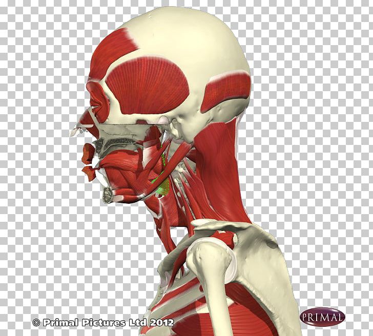 Shoulder Skeleton Figurine Character PNG, Clipart, Bone, Character, Fantasy, Fictional Character, Figurine Free PNG Download