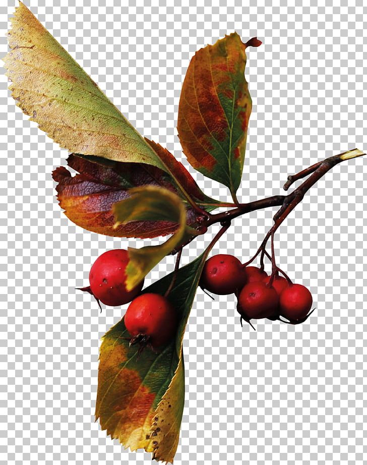 Autumn Auglis Berry PNG, Clipart, Auglis, Autumn, Berry, Branch, Chokeberry Free PNG Download