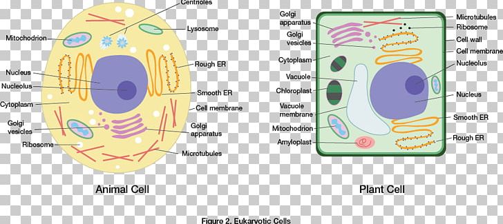 Eukaryote Plant Cell Cel Lula Animal Cell Wall Png Clipart Area Biology Cell Cell Cycle Cell