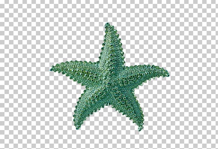 Starfish PNG, Clipart, Animals, Basket Star, Benthos, Brittle Star, Cartoon Starfish Free PNG Download