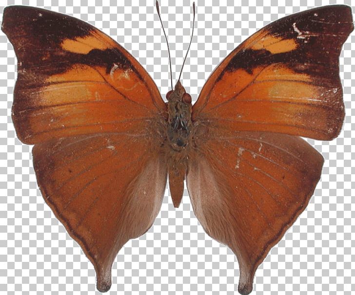 Butterfly Kallima Inachus Doleschallia Bisaltide Leaf PNG, Clipart, Arthropod, Autumn, Brush Footed Butterfly, Butterfly, Doleschallia Free PNG Download