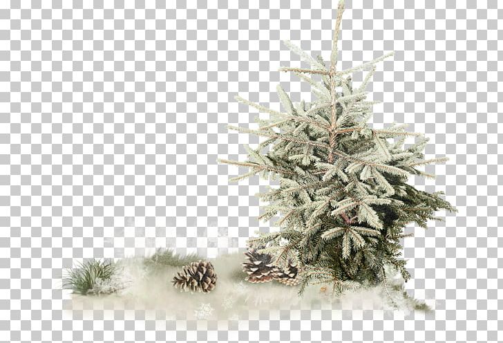 Spruce Pine Christmas Tree Fir PNG, Clipart, 2016, Christmas, Christmas Decoration, Christmas Ornament, Christmas Tree Free PNG Download