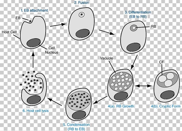 Chlamydia Infection Chlamydophila Pneumoniae Conjunctivitis Trachoma PNG, Clipart, Angle, Cell, Chlamydia Infection, Chlamydophila Pneumoniae, Circle Free PNG Download