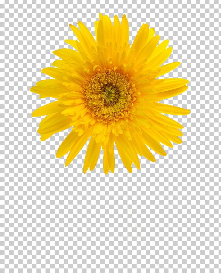 Common Sunflower Sunflower Student Movement Yellow Petal PNG, Clipart, Aperture, Ava, Blue, Chrysanthemum Chrysanthemum, Chrysanthemums Free PNG Download
