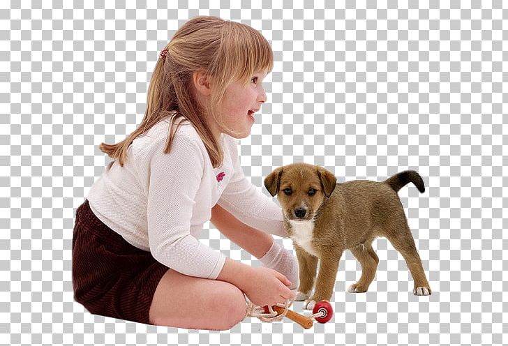 Dog Breed Puppy Lakeland Terrier Companion Dog Border Collie PNG, Clipart, Animals, Border Collie, Breed, Carnivoran, Cat Free PNG Download