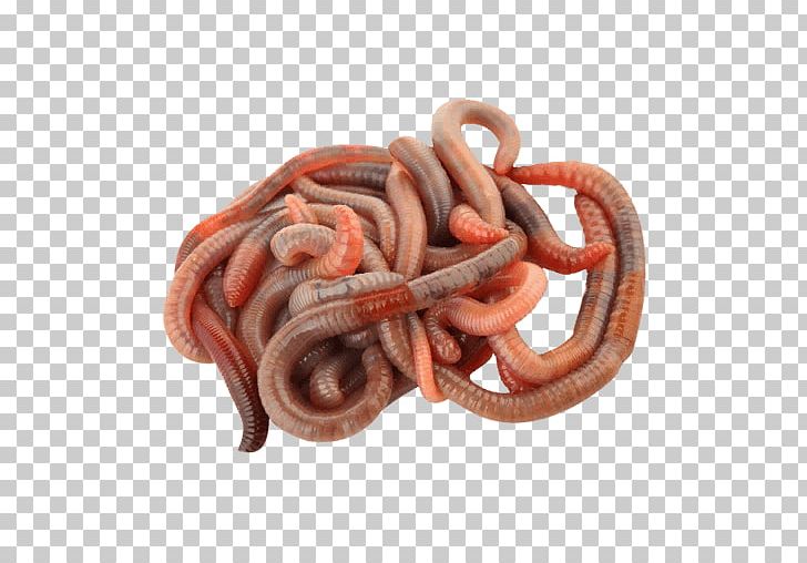 Human Whipworm Dracunculus Medinensis Earthworm Parasitism PNG, Clipart, Animal Source Foods, Annelid, Bulating Parasito, Dracunculus, Miscellaneous Free PNG Download