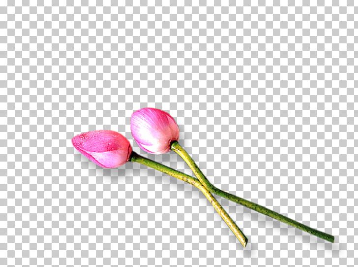 Pink M RTV Pink Plant Stem PNG, Clipart, Flower, Others, Petal, Pink, Pink M Free PNG Download